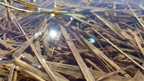 Dry grass in the water. Stock Footage 239510236