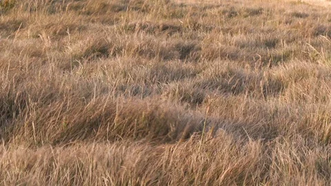 Dry grass wave in wind in sunny evening Stock Footage 104191055