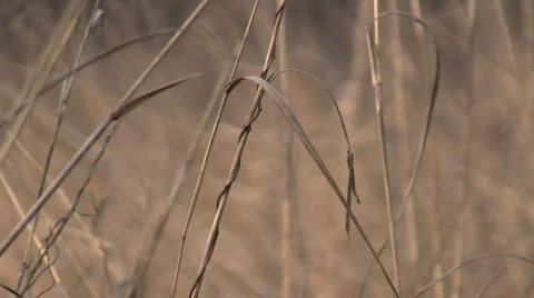 Dry grass waves 動画素材 364330