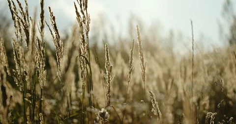 Dry grass waving on wind in field Stock-Footage 128807229
