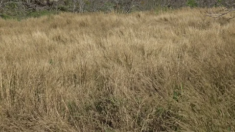 Dry grass waving in the wind,looks like a dance for background. Stock Footage 88235036