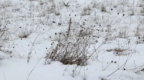 Dry grass in the wind against the backdrop of the snow Stock Footage 10713993