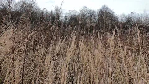 Dry grass in the wind against the background of the autumn forest. It's a nasty Stock Footage 172502544