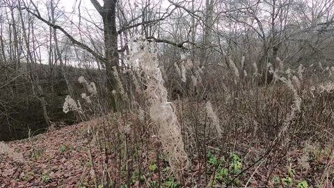 Dry grass in the wind against the background of the autumn forest. It's a nasty Stock Footage 172502545