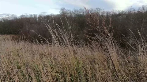 Dry grass in the wind against the background of the autumn forest. It's a nasty Stock Footage 172502546