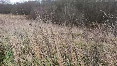 Dry grass in the wind against the background of the autumn forest. It's a nasty Stock Footage 172502656