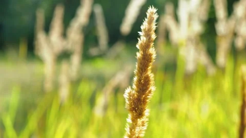 Dry grass On Wind And Sun Rays. Wild Grass Sway From Wind On Nature Sky.  Stock Footage 158856817