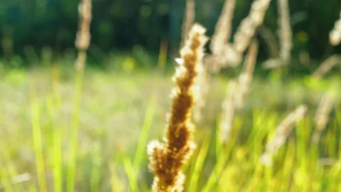 Dry grass On Wind And Sun Rays. Wild Grass Sway From Wind On Nature Sky. Video stock 158856849
