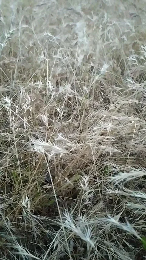 Dry grass. The wind blows dry grass. Vertical format. Beja, Portugal. Stock Footage 133254872