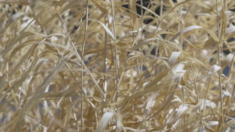 Dry grass in the wind close up slow motion Stock Footage 271146183