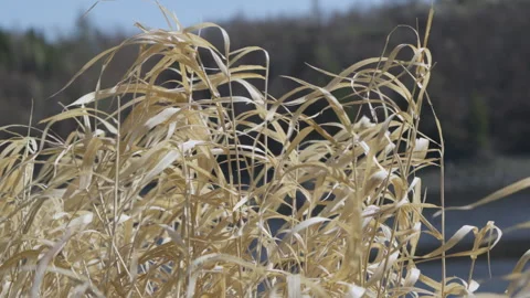 Dry grass in the wind close up slow motion Stock Footage 271154124