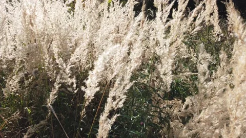 Dry grass in the wind on the field for background Stock Footage 139967631