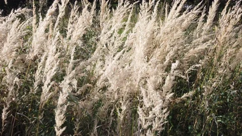 Dry grass in the wind on the field for background Stock Footage 139967648