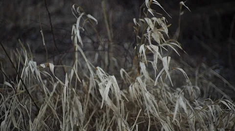 Dry grass in the wind Stock-Footage 35422306