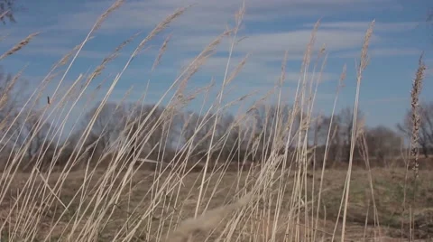 Dry grass in the wind Stock Footage