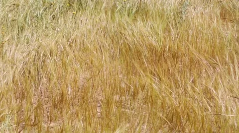 Dry grass on a wind Stock-Footage 48670094