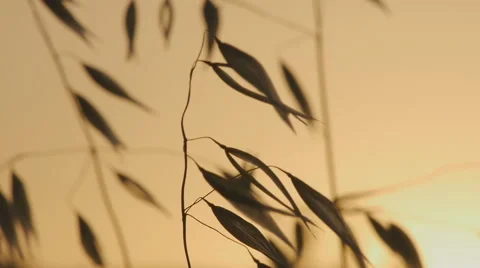 Dry grass on wind Stock Footage 58602797