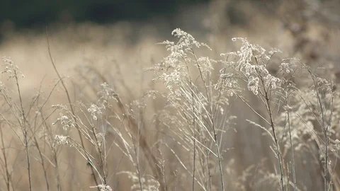 Dry grass in the wind Stock Footage 89695088