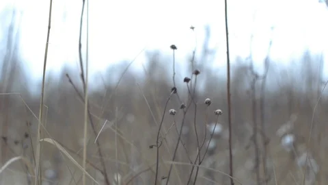 Dry grass in a wind Stock Footage 122505539