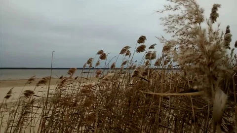 Dry grass in the wind Stock Footage 125612342