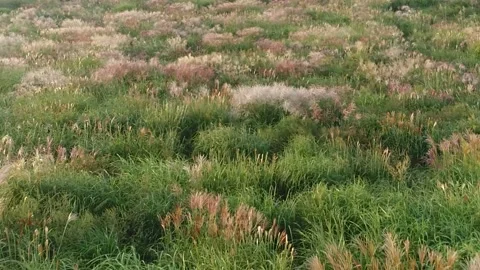 Dry grass in the wind Video stock 310345232