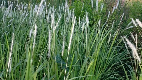 Dry Grass In The Wind with Green Leaf Stock Footage 154879528