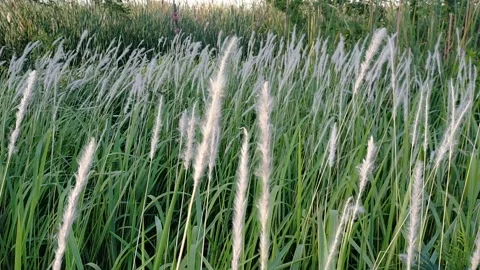 Dry Grass In The Wind with Green Leaf Stock Footage 154879529