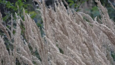 Dry grass in the wind. Nature scene. Stock Footage 79317199
