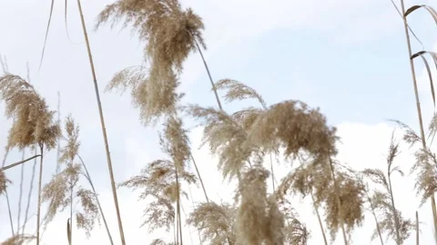 Dry grass in the wind. Pastel neutral colors. Earth tones. Video stock 237265040