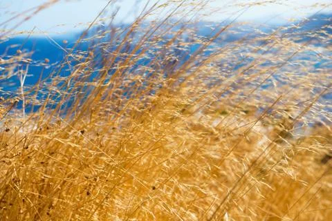 Dry grass in the wind Stock Photos