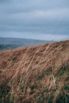 Dry grass in the wind Stock Photos