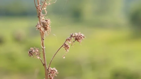 Dry grass in the wind with shallow depth of field Stock Footage 52543266