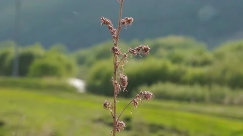 Dry grass in the wind with shallow depth of field Stock Footage 54914417