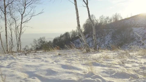 Dry grass in the wind in sunny winter morning b-roll Stock Footage 83121350