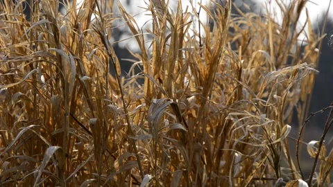 Dry grass on windy sunny day, faded cane leaves. golden background. Stock Footage 146853093
