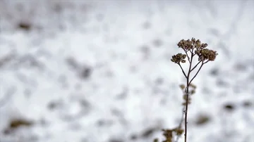 Dry Grass In Winter Stock Footage 85937566