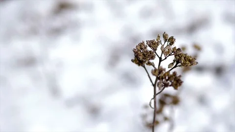 Dry Grass In Winter Stock Footage 85938229