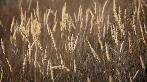 Dry Grasslands Stock Footage 38062052