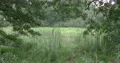 Dry grassy forest moor landscape in summer season nature reserve 4k or 4k+ Resolution
