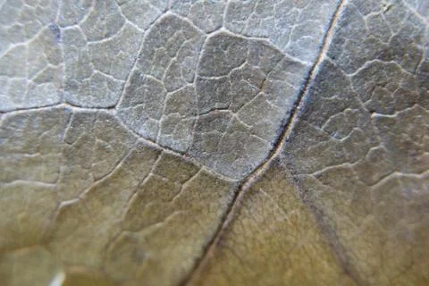 Dry gray leaf close-up background. Leaf macro texture. Stock Photos