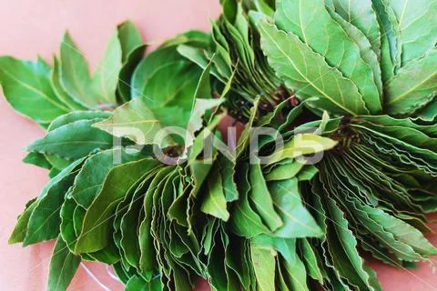 Dry Green Laurel Leaves Ready For Cooking. Branch Of Laurel Bay Leaves On A..