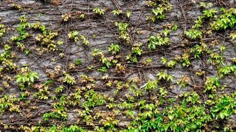 Dry green leaf texture and material background Stock Photos