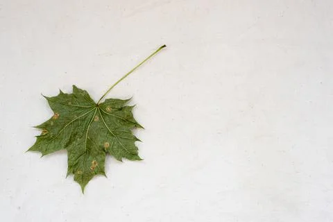 Dry green maple leaf on white gunny fabric Stock Photos