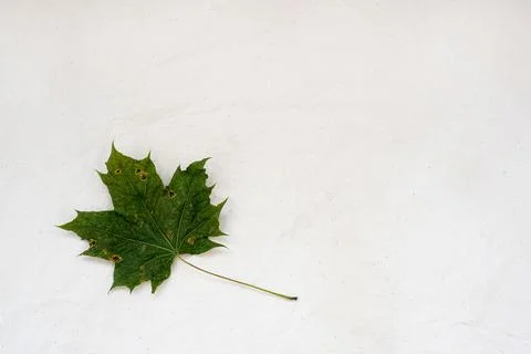 Dry green maple leaf on white gunny fabric Stock Photos