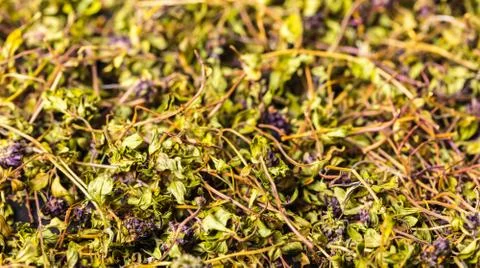 Dry green tea thyme Stock Photos