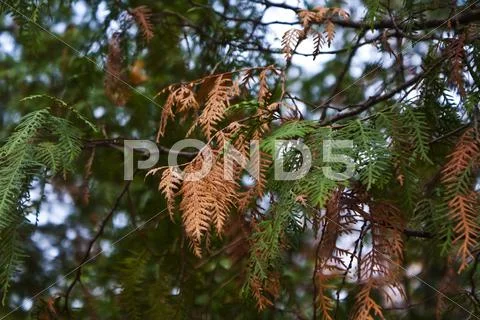 Dry green tree branch Stock Photos