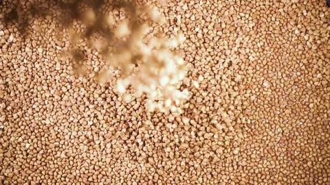 Dry groats fall down from under the camera slow motion Video stock 90958993
