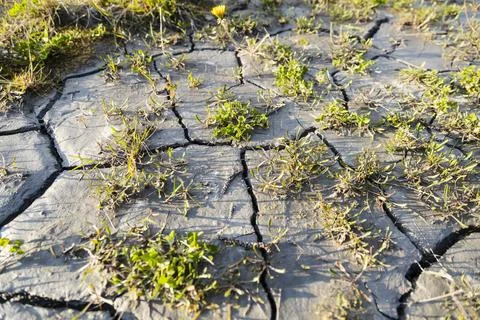 Dry ground and small grass trying to survive hot summer season Stock Photos