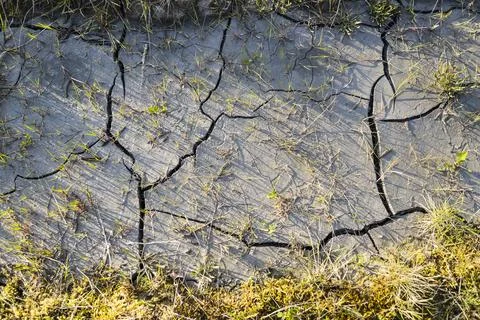Dry ground and small grass trying to survive hot summer season Stock Photos