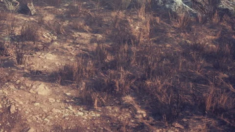 Dry ground with patches of grass in an arid landscape during daylight hours Stock Footage 339868896